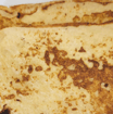Breakfast French Toast and Honey